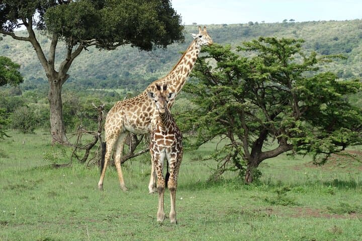 Calving Season Safari to Ndutu and Zanzibar: 10-Day Wildebeest Migration & Beach Escape
