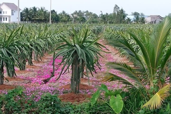 Two-Day Mekong Delta Bike Tour: Cai Be, Can Tho & Floating Markets photo 3