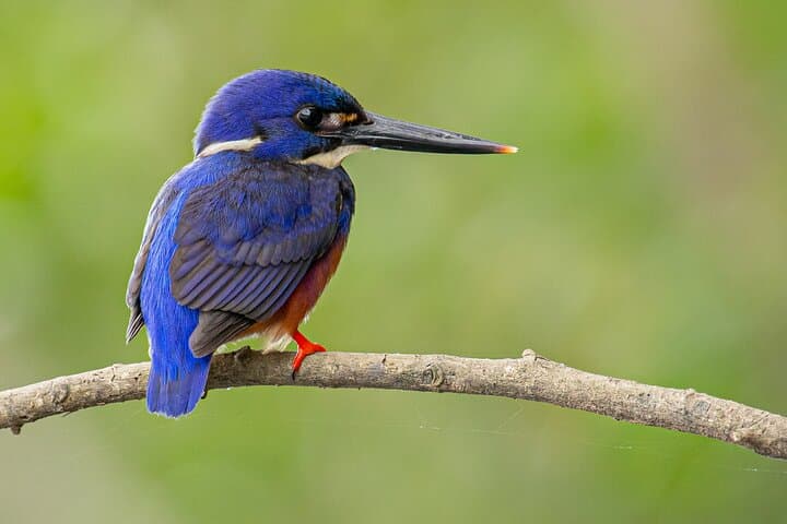 Daintree River Sunset Wildlife Cruise — Small-Boat Evening Tour photo 2