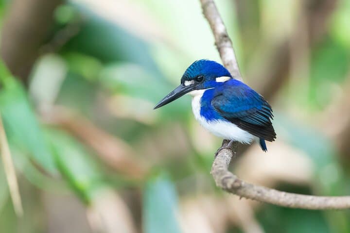 Daintree River Sunset Wildlife Cruise — Small-Boat Evening Tour photo 5