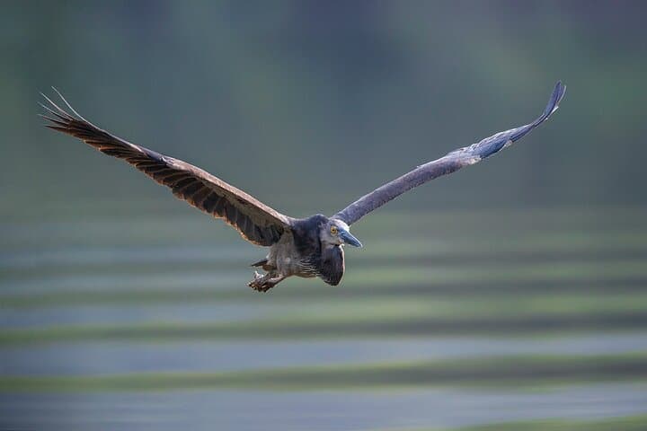 Daintree River Sunset Wildlife Cruise — Small-Boat Evening Tour photo 6