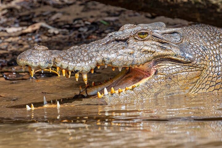 Daintree River Sunset Wildlife Cruise — Small-Boat Evening Tour photo 3