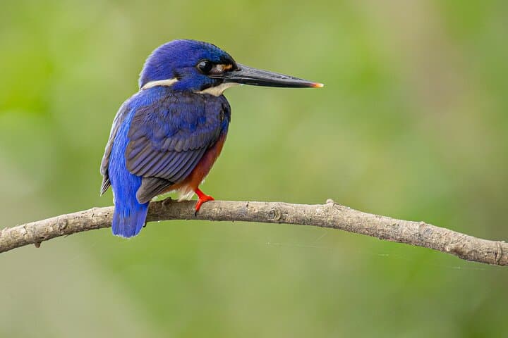 Daintree River Dawn Cruise — Small‑Boat Wildlife Tour from Daintree Village photo 1