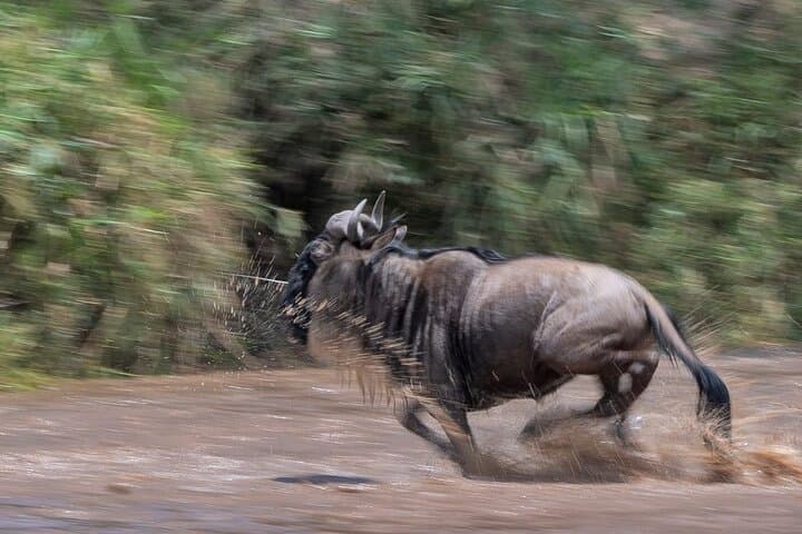 Epic 5-Day Masai Mara Wildebeest Migration Safari: Big Five & River Crossings