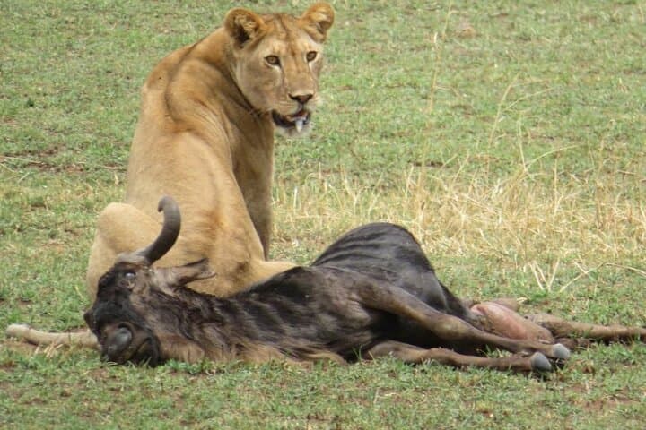 Epic 5-Day Masai Mara Wildebeest Migration Safari: Big Five & River Crossings photo 2