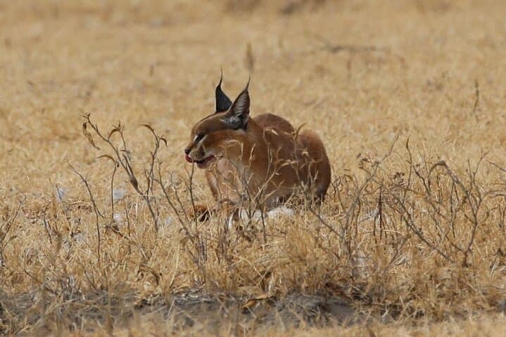 12-Day Tanzania Safari and Zanzibar Beach Escape photo 3