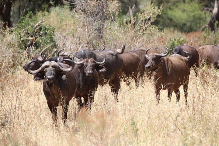 12-Day Tanzania Safari and Zanzibar Beach Escape photo 5