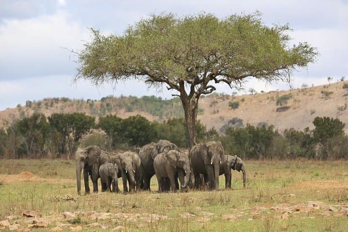 12-Day Tanzania Safari and Zanzibar Beach Escape photo 6