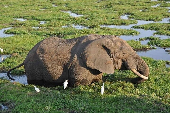 2-Day All-Inclusive Amboseli Safari: Elephant Herds & Kilimanjaro Views photo 2