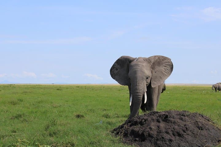 2-Day Private Safari to Amboseli National Park — Elephant Herds & Kilimanjaro Views photo 1