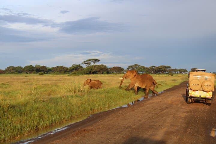Amboseli National Park Full-Day Private Safari with Lunch from Nairobi photo 3