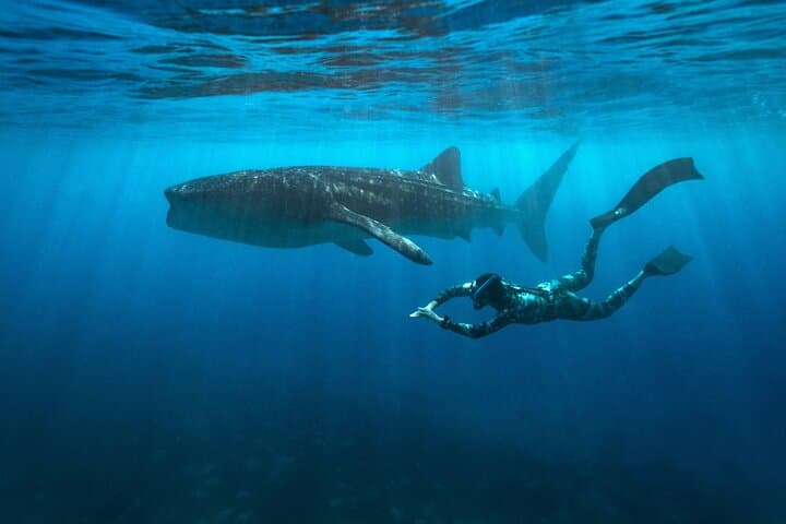 Swim with Whale Sharks and Kawasan Falls Day Tour from Cebu