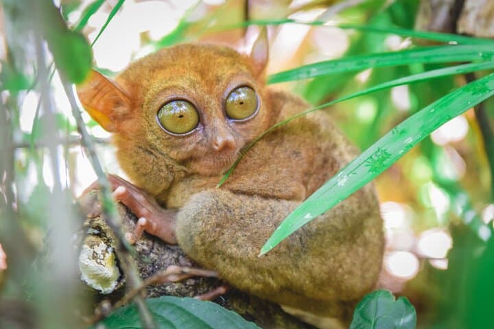 Day Trip to Bohol: Chocolate Hills, Tarsiers & Loboc River Cruise photo 3