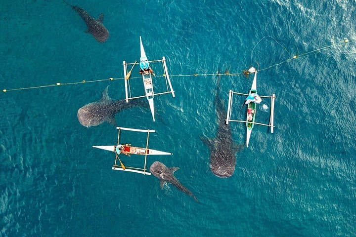 Swim with Oslob Whale Sharks & Trek Aguinid Falls — Day Trip from Cebu photo 3