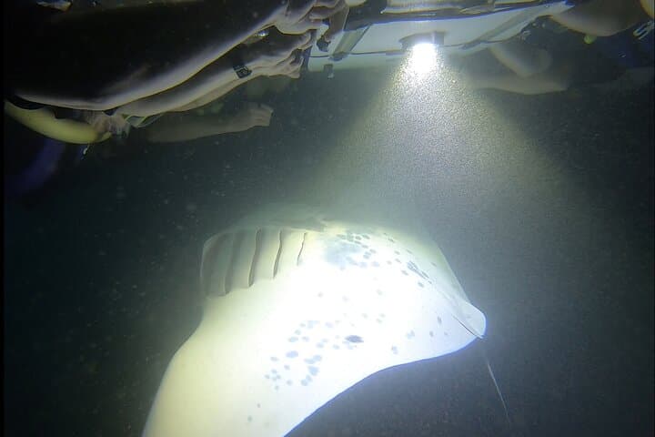 Kona Manta Ray Night Snorkel — Keauhou Bay Night Dive Guide photo 6