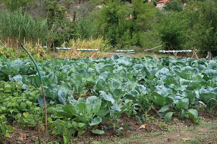 Sustainable Mountain Cooking Class Near Nafplio: Yiayia’s Wood‑Oven Recipes photo 3