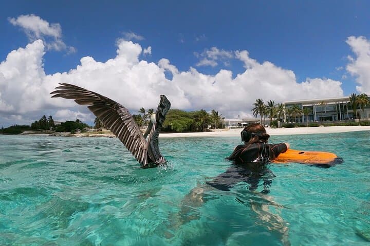 Seabob the Antilla Shipwreck: High-Speed Snorkel Tour in Aruba photo 2
