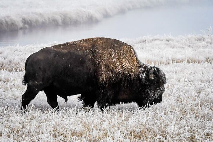 Yellowstone, Grand Teton & Utah Mighty 5 Winter Small-Group 9-Day Tour photo 2