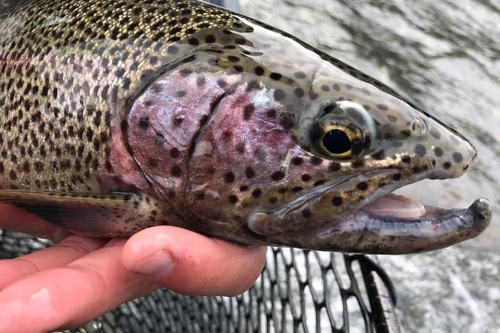 Full-Day Kenai River Drift-Boat Fishing — Soldotna Fly & Spin Trips photo 4