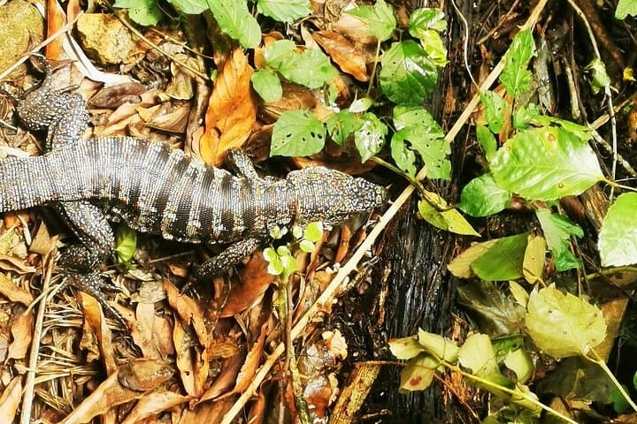Around Ilha Grande: 6-Day Private Trekking Expedition with Local Guides photo 6