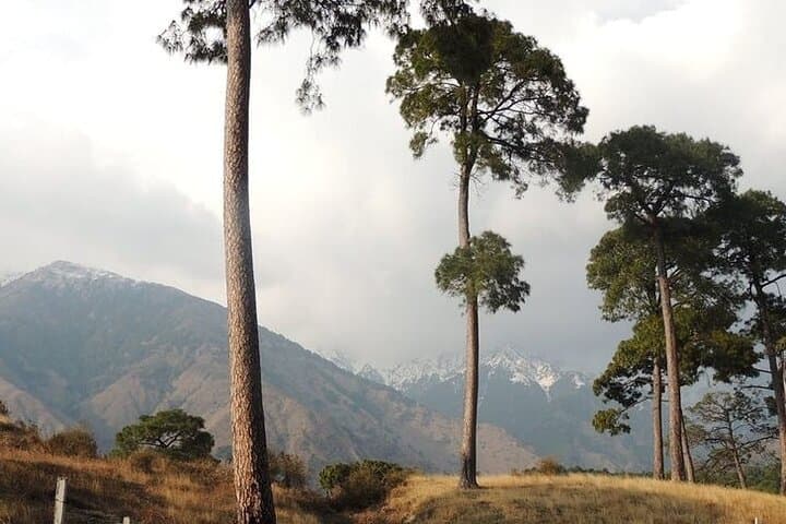 Rakh Village Nature Trek from Dharamshala — Dhauladhar Deodar Trail photo 5