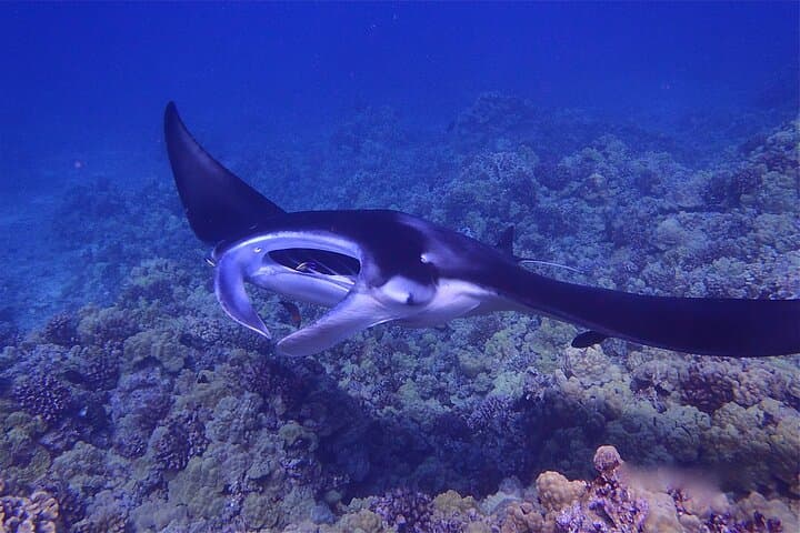 Big Island Manta Ray Night Snorkel — Kona Night Dive With Giant Mantā photo 6