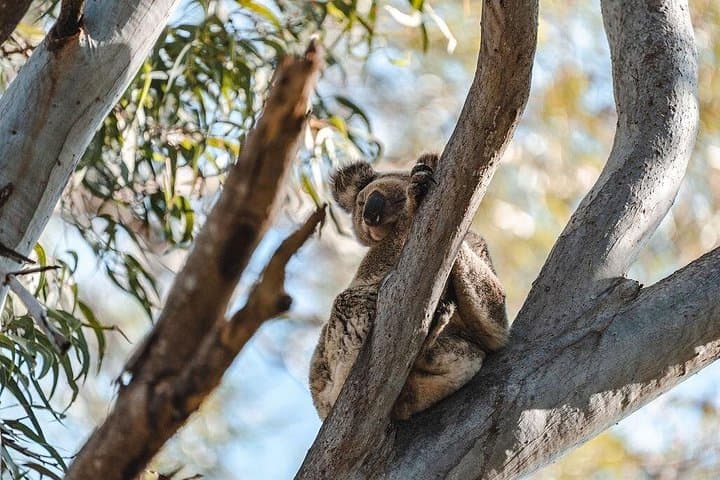 North Stradbroke Island Day Trip from Brisbane — Catamaran Cruise, Coastal Walks & Wildlife photo 4
