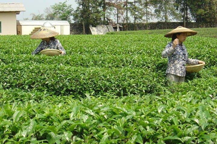 Yao Mountain Chairlift and Guilin Tea Plantation Private Tour photo 4
