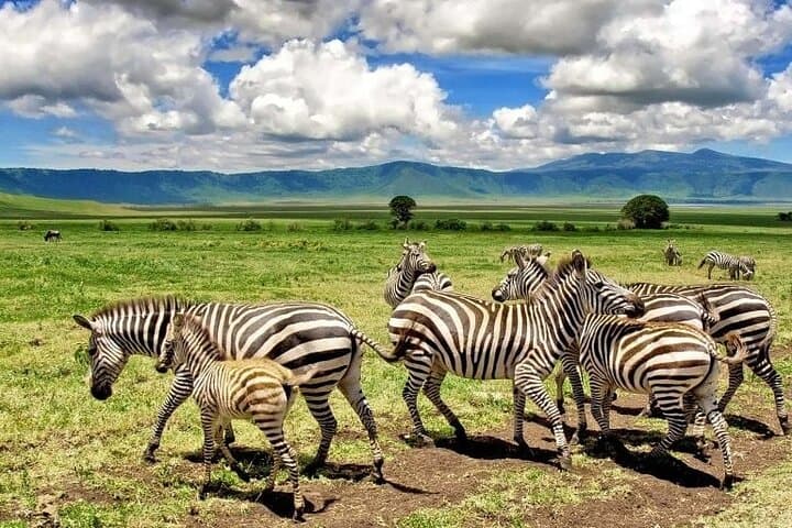 Arusha National Park Day Trip — Walking Safari, Ngurdoto Crater & Momella Lakes