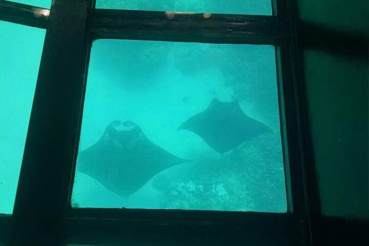 Explore Hawaii’s Underwater World: Glass-Bottom Boat Cruise from Waikoloa photo 6