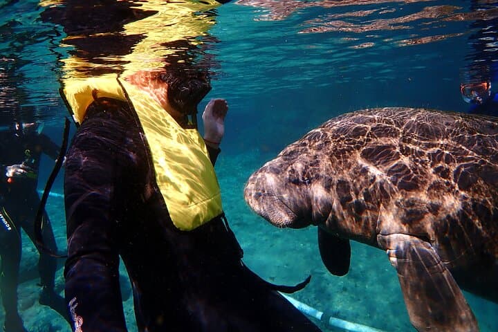 Swim with Manatees in Crystal River: Ethical Guided Encounters in Kings Bay