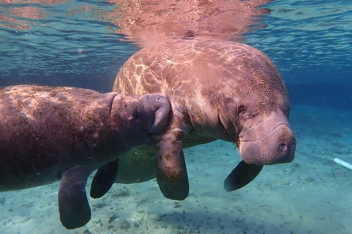 Swim with Manatees in Crystal River: Ethical Guided Encounters in Kings Bay photo 4