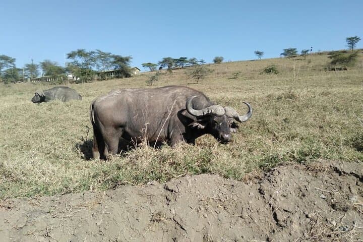 Lake Nakuru National Park Day Tour: Flamingos, Rhinos & Rift Valley Views
