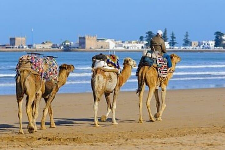 Essaouira Mogador Camel Expedition: Private Coastal Camel Trek from Marrakech