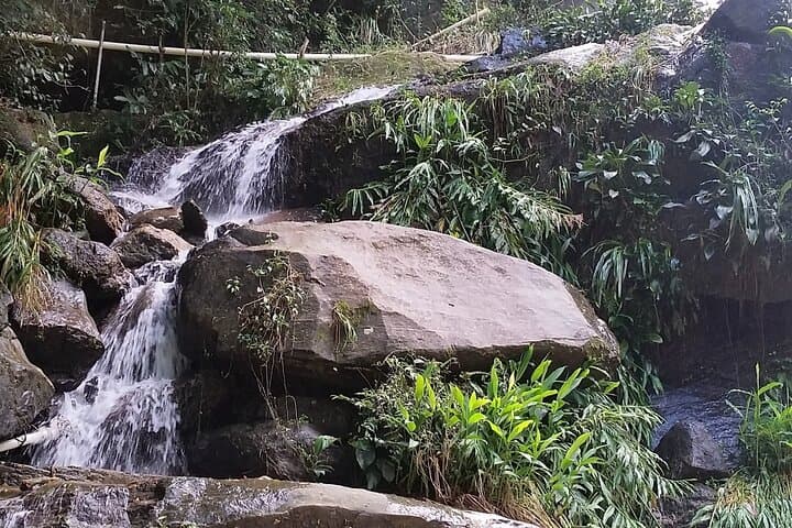 Tijuca Forest & Jardim Botânico: Rio's Urban Wilds and Hidden Treasures photo 4