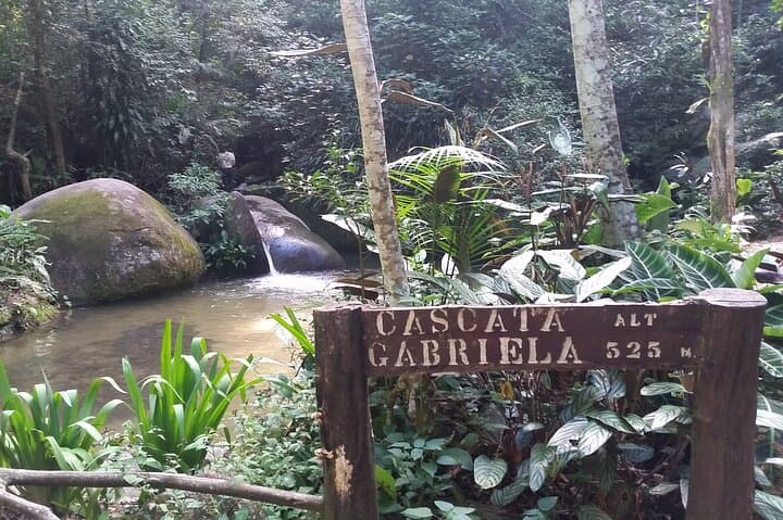 Tijuca Forest & Jardim Botânico: Rio's Urban Wilds and Hidden Treasures photo 5