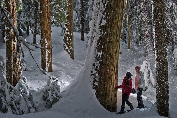 Medicine Trail Snowshoe Tour — Guided Snowshoeing & Medicinal Tea in Callaghan Valley photo 6