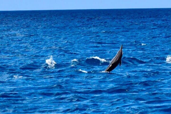 Dolphin Encounters and Whale Watching Tour from Black River, Mauritius photo 3