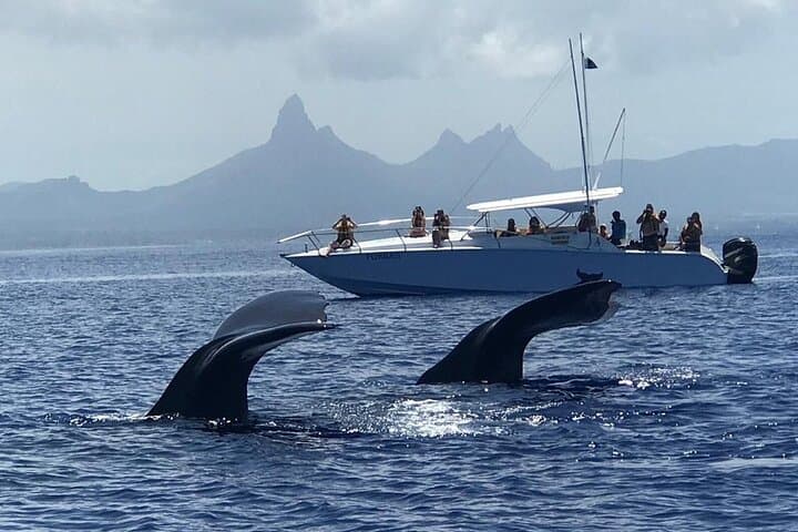 Dolphin Encounters and Whale Watching Tour from Black River, Mauritius photo 4