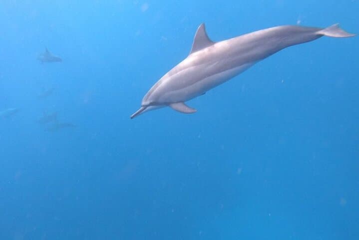 Dolphin Encounters and Whale Watching Tour from Black River, Mauritius photo 5