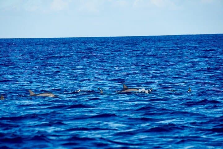 Dolphin Encounters and Whale Watching Tour from Black River, Mauritius photo 6