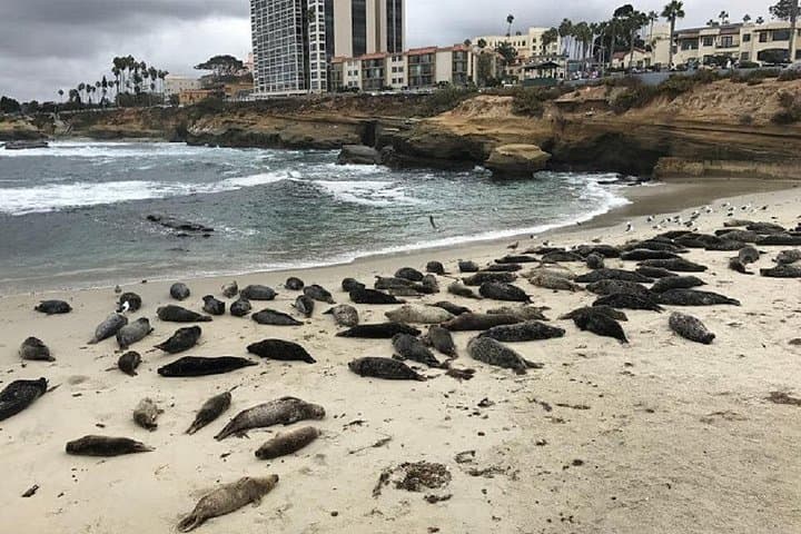 Segway La Jolla: Private 2-Hour Coastal Tour with Seals and Surf