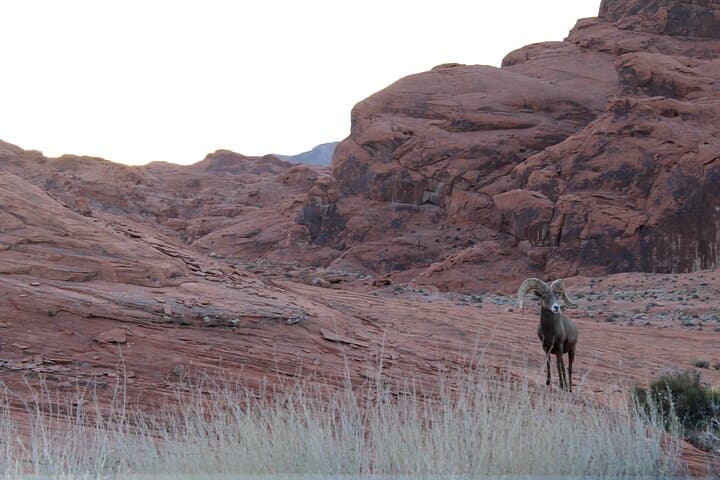 Valley of Fire Day Tour from Las Vegas: Explore Red Sandstone Formations & Ancient Petroglyphs photo 3