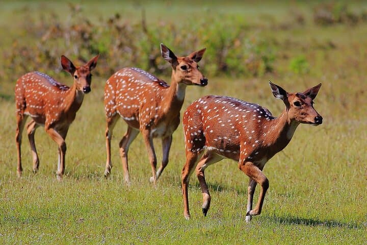 Wilpattu National Park Day Safari from Negombo: Leopard Country and Willu Wetlands photo 4
