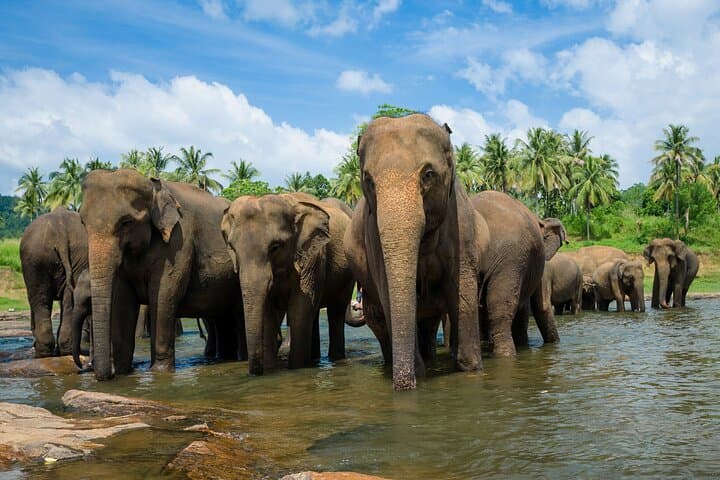 Wilpattu National Park Day Safari from Negombo: Leopard Country and Willu Wetlands
