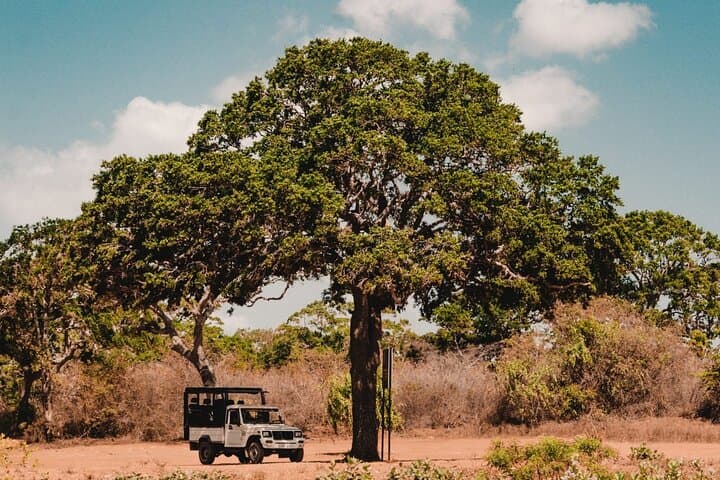 Wilpattu National Park Day Safari from Negombo: Leopard Country and Willu Wetlands photo 2