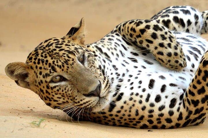 Wilpattu National Park Day Safari from Negombo: Leopard Country and Willu Wetlands photo 3