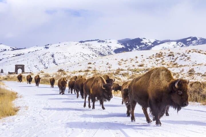 Yellowstone & Grand Teton Winter Tour: 5-Day Snowcoach, Snowshoe & Hot Springs Adventure photo 3