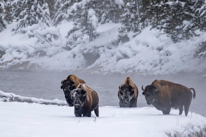 Yellowstone & Grand Teton Winter Tour — 4-Day Snow Coach Adventure photo 4