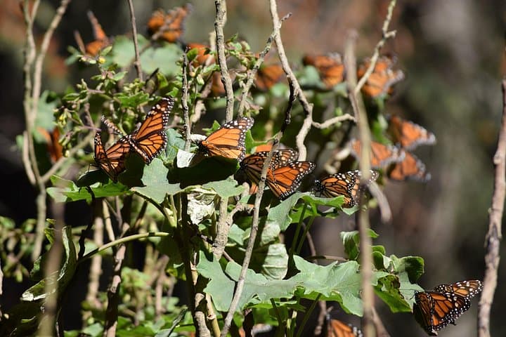 Witness the Monarch Migration: El Rosario Butterfly Sanctuary Day Trip from Mexico City